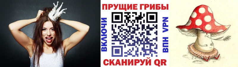 OMG как войти Новоульяновск Псилоцибиновые грибы MAGIC MUSHROOMS